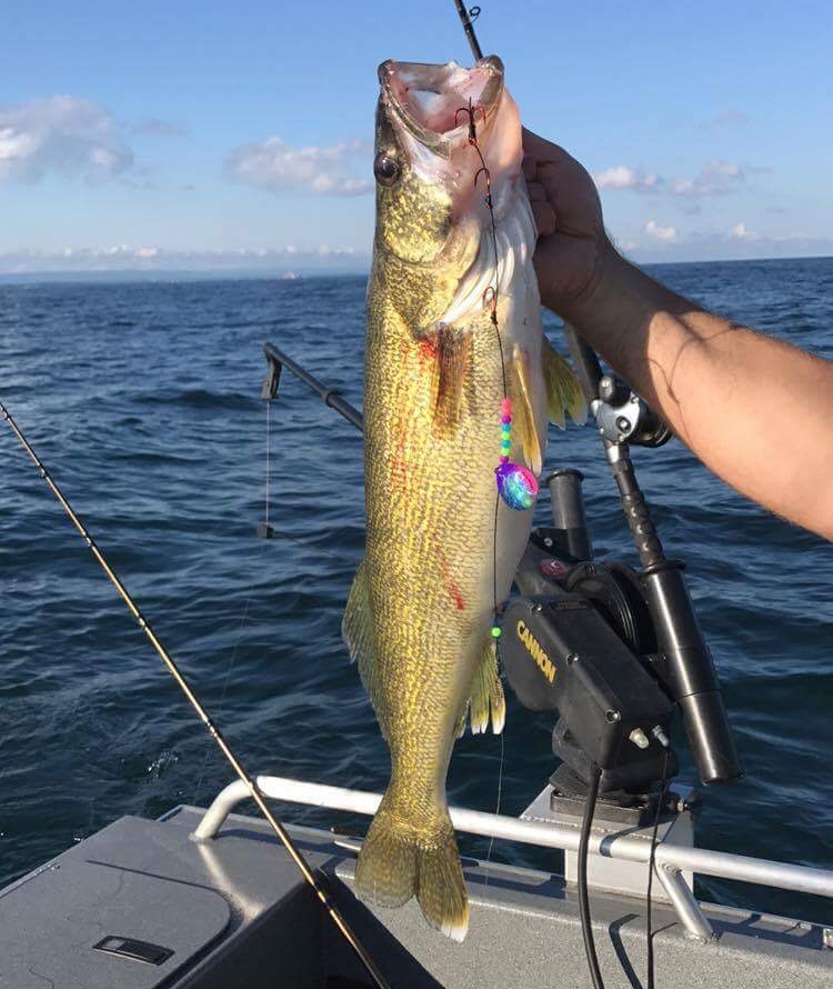 Hook'n Eyes Sportfishing Walleye Fishing on Lake Erie NY Walleye