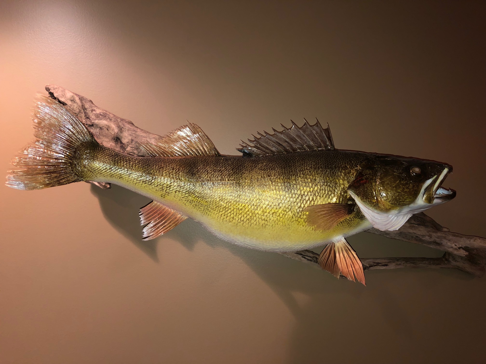 Hook'n Eyes Sportfishing Walleye Fishing on Lake Erie NY Walleye